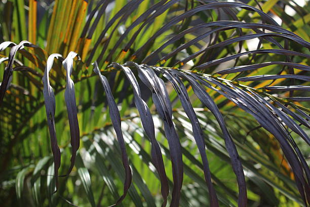 istock Close-up of green leaves illuminated epically by sunlight 2253439837