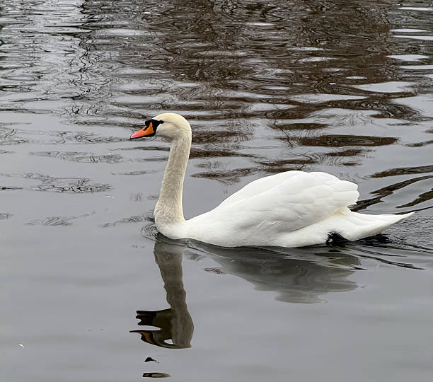 istock A white swan glides through the water while reflections of trees surround it 2253440014