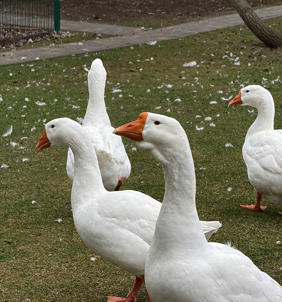 istock Geese are walking across the grass in a park on a day with some feathers around them 2253440159