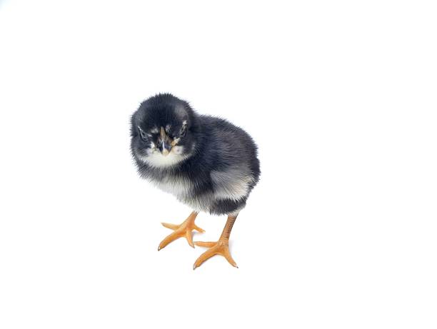 istock Cute black baby chick standing isolated on a white background 2253440219