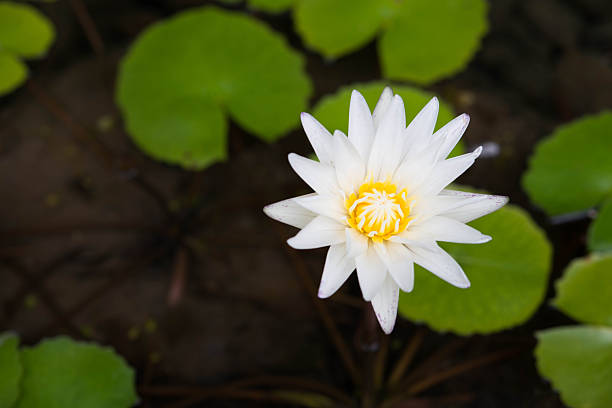 Silver water drops on a lotus water lily.