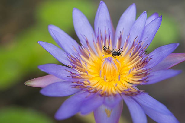 Purple lotus flowers are blooming in the pond
