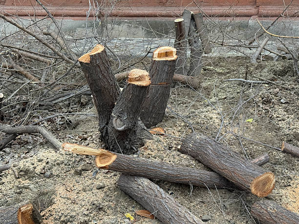 Cut branches and logs are scattered on the ground after tree removal work in a yard.