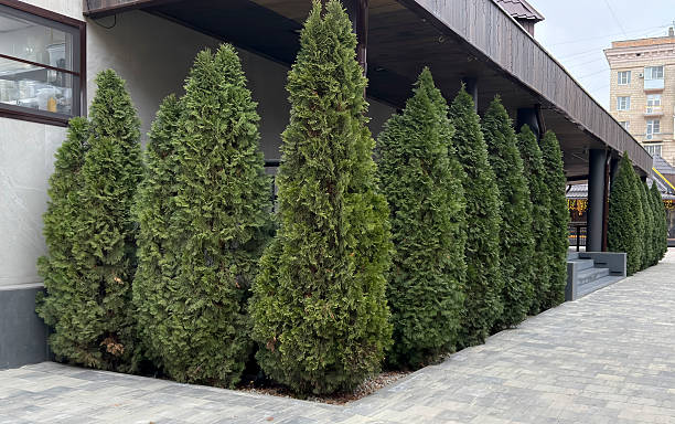istock Green trees grow next to a building outside on a paved path under bright daylight 2253441475