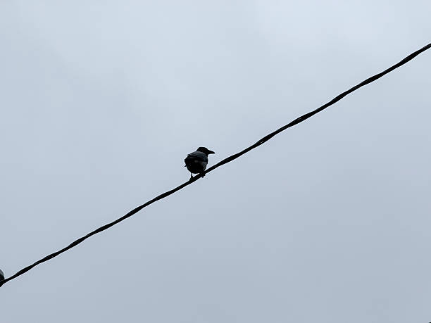 istock A bird is perched on a wire with a gray sky in the background during the afternoon 2253441615