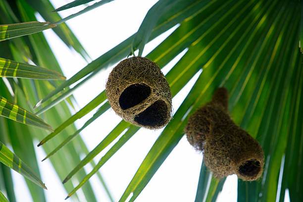 Discover the intricate beauty of bird nests hanging from vibrant palm leaves in a tropical setting, showcasing natural craftsmanship and the wonders of wildlife.