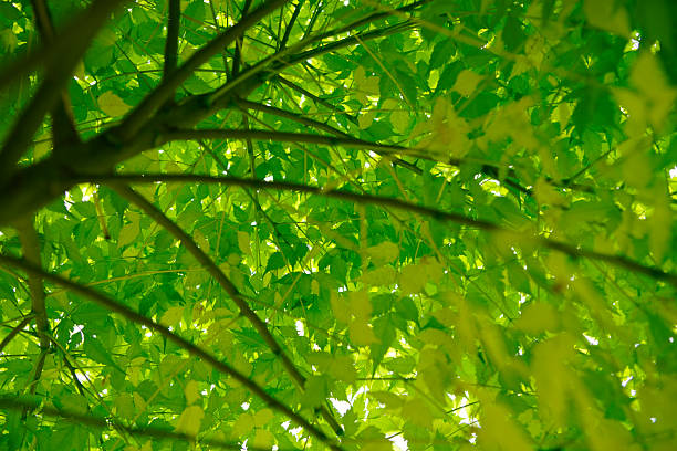 A stunning view looking up at the vibrant green leaves of a tree canopy. The sunlight filters through the foliage, creating a serene and peaceful atmosphere.