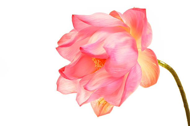 A stunning close-up of a pink lotus flower showcasing its delicate petals and serene beauty. Perfect for themes of nature, tranquility, and elegance.