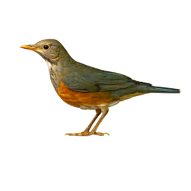 istock Black-breasted Thrush female shown in side profile, displaying soft olive tones, warm orange underparts, and a calm stance on a white background 2253442399