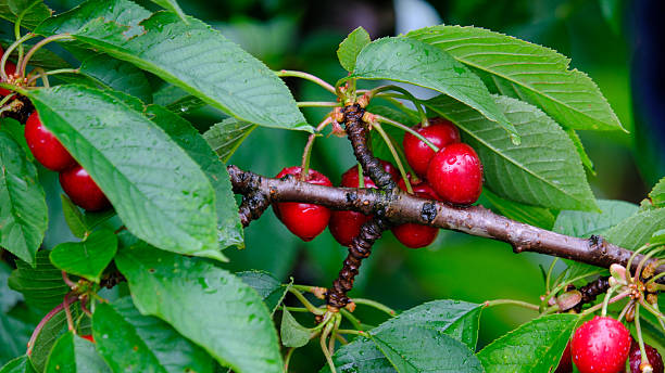 istock Heavy cluster of ripe red cherries 2253442452