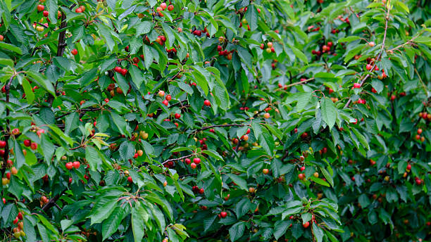 A wide view of a lush cherry tree