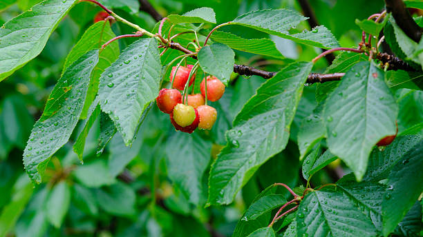 A bunch of cherries transitioning from yellow-pink to bright red