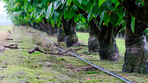 Row of cherry trees in a Coldstream