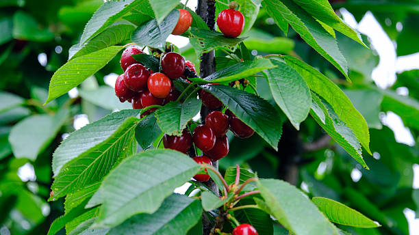 A dense cluster of dark red cherries