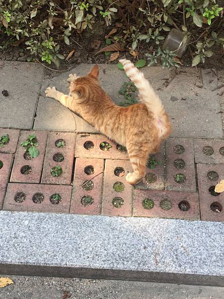 Charming and chubby cat playfully exploring the outdoors, with fluffy fur and a curious expression. Full of energy and joy, perfect for cat lovers who enjoy watching playful, happy moments!
