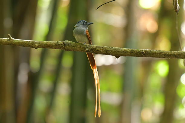 istock Blyth's Paradise Flycatcher 2253447999