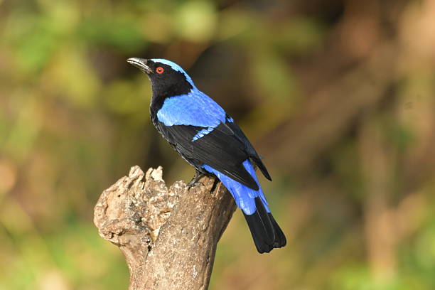 istock Asian Fairy Bluebird 2253448761