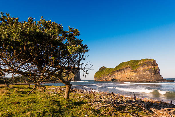 A tree is in the foreground of a rocky shoreline. The sky is blue and the water is calm