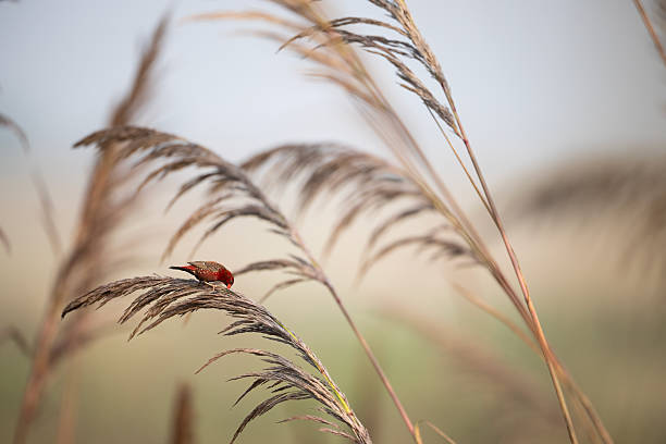 istock Golden Hour Jewel: The Vibrant Red Avadavat 2253451247