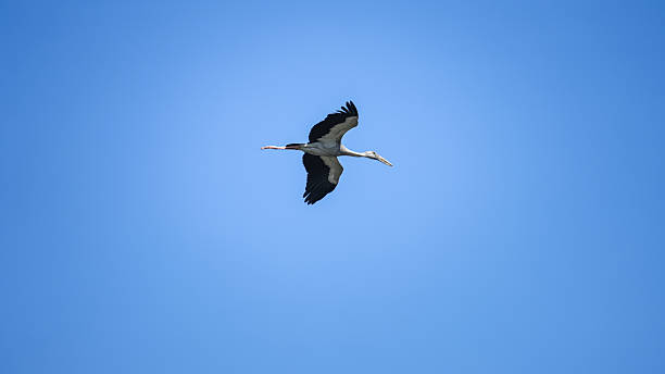 istock An asian openbill or ciconiidae bird is flying above on blue sky. 2253452067