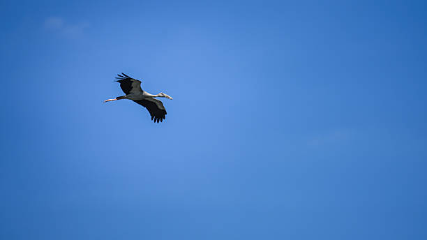 istock An asian openbill or ciconiidae bird is flying above on blue sky. 2253452070