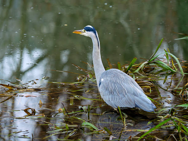 istock Close-Up of a Heron Standing in a River 2253452136