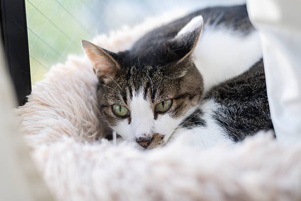 istock Cute cat relaxing by the window 2253452159