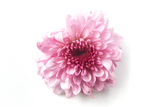 istock pink chrysanthemum flowers isolated on white background 2253452955