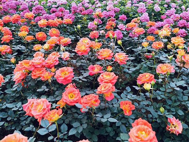 The image shows pink, orange roses with both buds and blooming flowers, complete with green stems and leaves. These beautiful roses have a delicate fragrance, vibrant colors, and are grown.