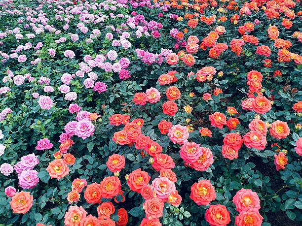 The image shows pink, orange roses with both buds and blooming flowers, complete with green stems and leaves. These beautiful roses have a delicate fragrance, vibrant colors, and are grown.