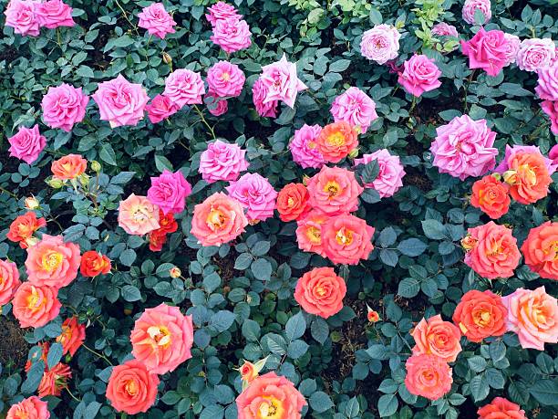 The image shows pink, orange roses with both buds and blooming flowers, complete with green stems and leaves. These beautiful roses have a delicate fragrance, vibrant colors, and are grown.