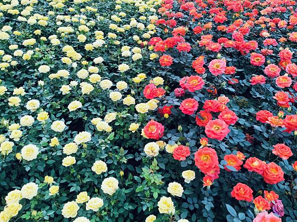 The image shows yellow,orange roses with both buds  blooming flowers, complete with green stems and leaves. These beautiful roses have a delicate fragrance, vibrant colors, and are grown.