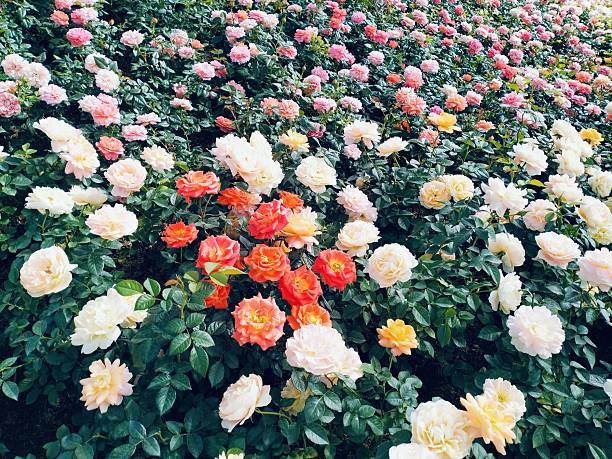 The image shows pink white,orange roses with both buds  blooming flowers, complete with green stems and leaves. These beautiful roses have a delicate fragrance, vibrant colors, and are grown.