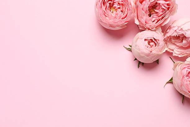 istock Beautiful pink peony roses on a color background 2253454084