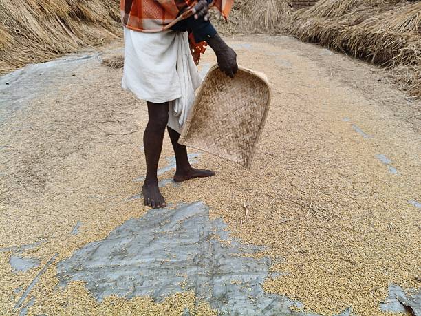 istock Hand Winnowing the Chaff from rice Grains. 2253454256