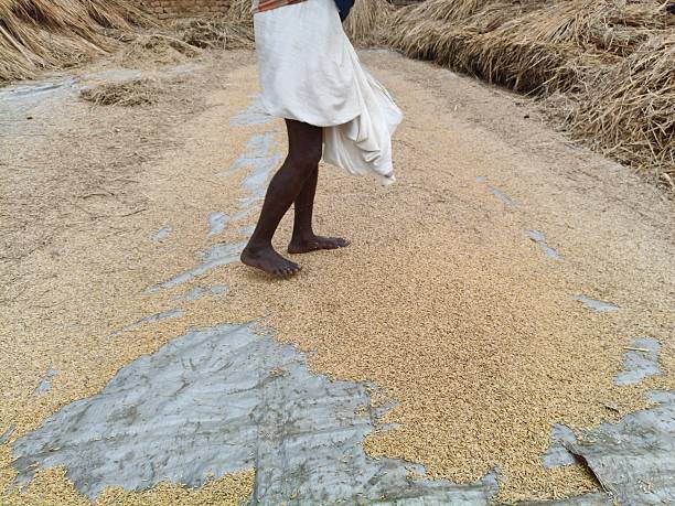 istock Hand Winnowing the Chaff from rice Grains. 2253454285