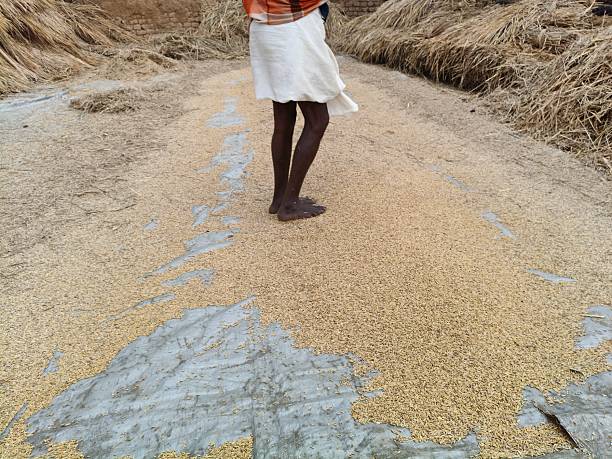 istock Hand Winnowing the Chaff from rice Grains. 2253454298
