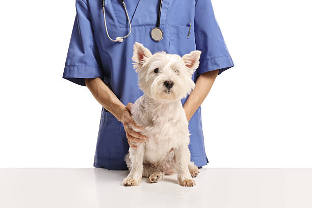 istock Veterinarian with a westie terrier dog on a table 2253454452
