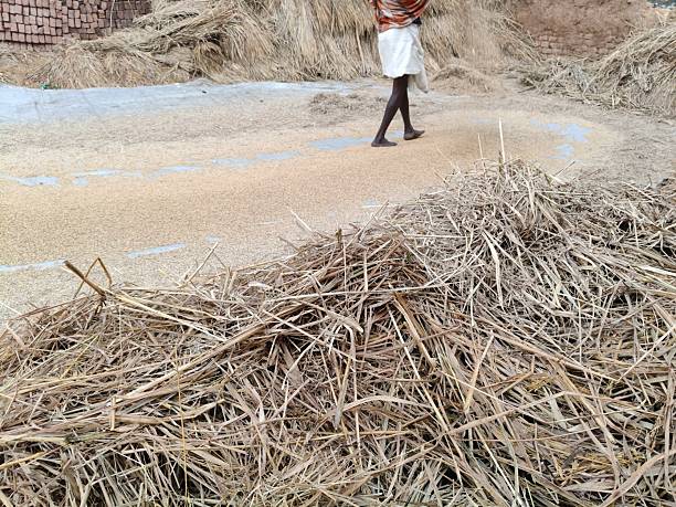 istock Hand Winnowing the Chaff from rice Grains. 2253454578