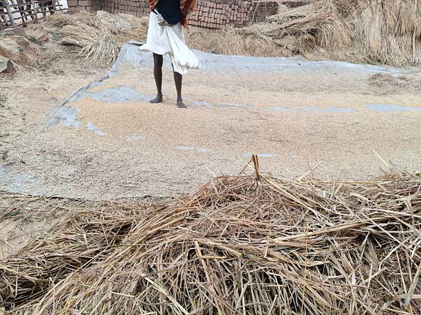 istock Hand Winnowing the Chaff from rice Grains. 2253454699