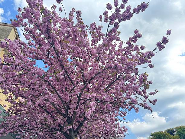 istock An enchantingly beautiful sakura tree with delicate pink blooms, close up 2253454779