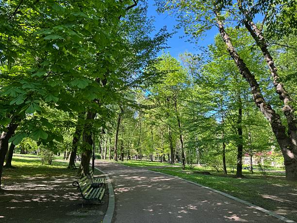 Alley with green trees in park