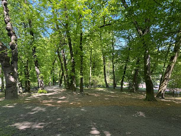 istock Alley with green trees in park 2253454811