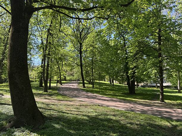 istock Alley with green trees in park 2253454819