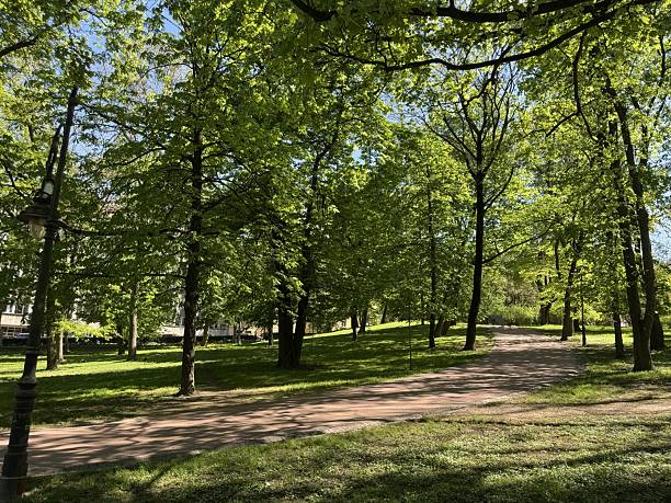 istock Alley with green trees in park 2253454839