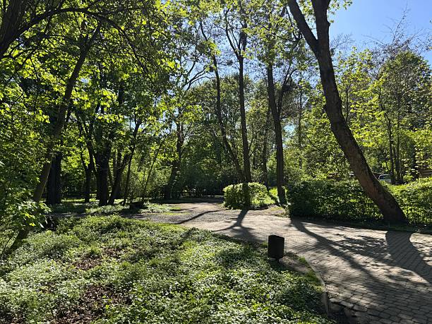 istock Alley with green trees in park 2253454855