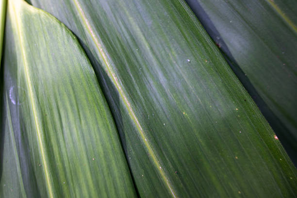 Macro View of Green Bamboo Leaf Bases and Parallel Veins