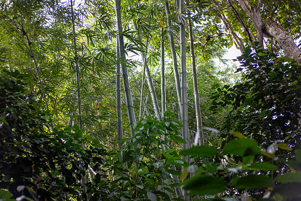Tall Bamboo Stems Growing in a Lush Tropical Forest Thicket