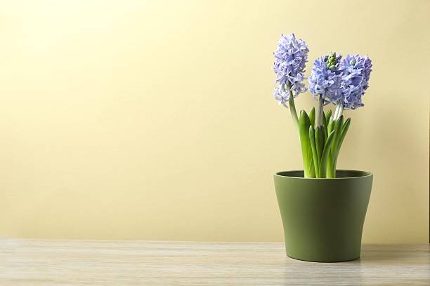 istock Beautiful hyacinth on the table 2253456591