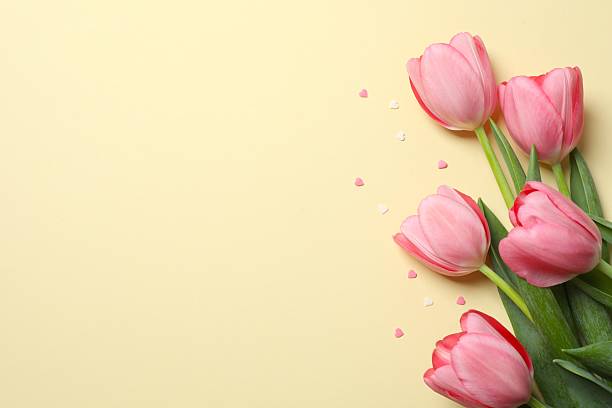 istock Beautiful fresh pink tulips on color background 2253456708